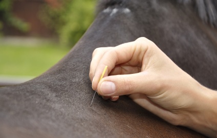 heste akupunktur, behandling af heste, heste smerter