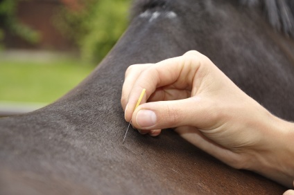 Akupunktur og kiropraktik til hest, alternativ behandling af hest
