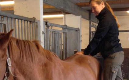 heste kiropraktik, behandling af heste, heste smerter